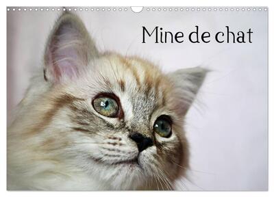 Image de Mine de chat (Calendrier mural 2026 DIN A3 vertical), CALVENDO calendrier mensuel