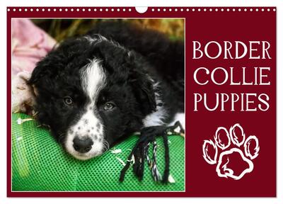 Picture of Border collie puppies (Calendrier mural 2026 DIN A3 vertical), CALVENDO calendrier mensuel