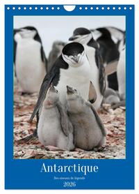Picture of Antarctique des oiseaux de légende (Calendrier mural 2026 DIN A4 horizontal), CALVENDO calendrier mensuel