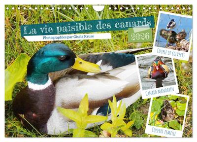 Image de La vie paisible des canards (Calendrier mural 2026 DIN A4 vertical), CALVENDO calendrier mensuel