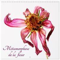 Image de Métamorphose de la fleur (Calendrier mural carré 2026 30x30 cm) Calendrier double avec une page pour vos prises de notes