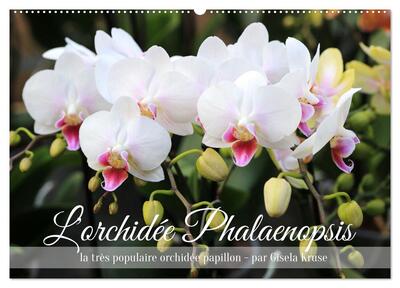 Picture of L'orchidée Phalaenopsis (Calendrier mural 2026 DIN A2 vertical), CALVENDO calendrier mensuel