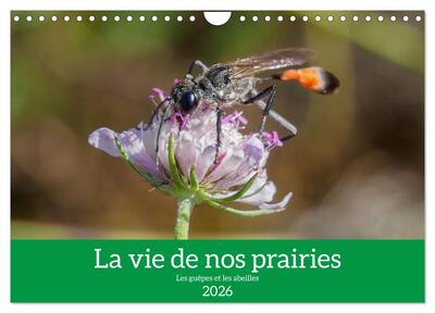 Picture of La vie de nos prairies - Les guêpes et les abeilles (Calendrier mural 2026 DIN A4 vertical), CALVENDO calendrier mensuel