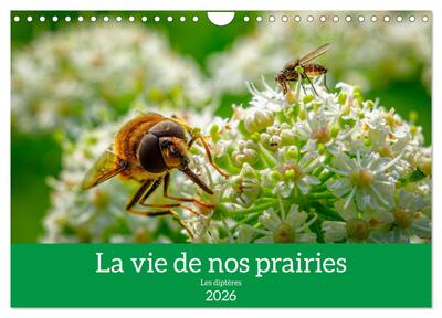 Picture of La vie de nos prairies - Les diptères (Calendrier mural 2026 DIN A4 vertical), CALVENDO calendrier mensuel