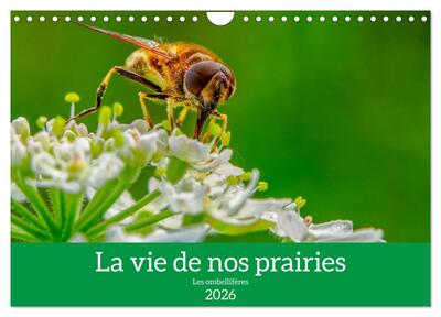 Image de La vie de nos prairie, les ombellifères (Calendrier mural 2026 DIN A4 vertical), CALVENDO calendrier mensuel