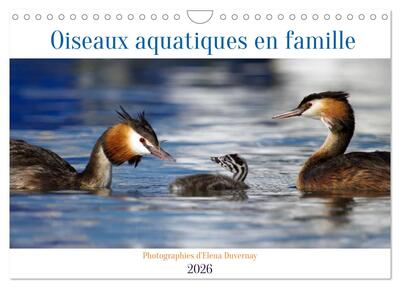 Picture of Oiseaux aquatiques en famille (Calendrier mural 2026 DIN A4 vertical), CALVENDO calendrier mensuel