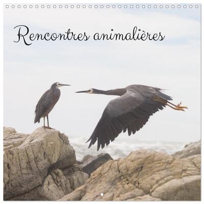 Picture of Rencontres animalières (Calendrier mural carré 2026 30x30 cm) Calendrier double avec une page pour vos prises de notes