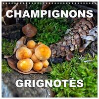 Picture of Champignons grignotés (Calendrier mural carré 2026 30x30 cm) Calendrier double avec une page pour vos prises de notes