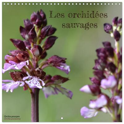 Image de Les orchidées sauvages (Calendrier mural carré 2026 30x30 cm) Calendrier double avec une page pour vos prises de notes