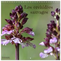 Image de Les orchidées sauvages (Calendrier mural carré 2026 30x30 cm) Calendrier double avec une page pour vos prises de notes