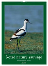 Picture of Notre nature sauvage, oiseaux aquatiques d'Europe (Calendrier mural 2026 DIN A2 horizontal), CALVENDO calendrier mensuel