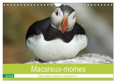 Picture of Macareux-moines Des petits oiseaux originaux! (Calendrier mural 2026 DIN A4 vertical), CALVENDO calendrier mensuel