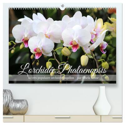 Picture of L'orchidée Phalaenopsis  (Calendrier mural 2026 DIN A2 vertical) calendrier de bureau