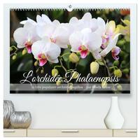 Picture of L'orchidée Phalaenopsis  (Calendrier mural 2026 DIN A2 vertical) calendrier de bureau