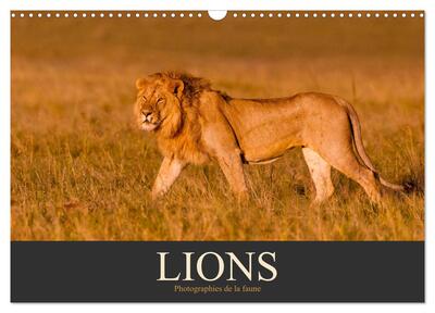 Image de Lions - Photographies de la faune (Calendrier mural 2026 DIN A3 vertical), CALVENDO calendrier mensuel