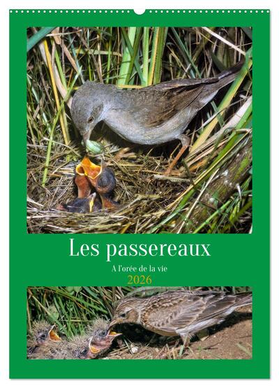 Image de Les passereaux à l'orée de la vie (Calendrier mural 2026 DIN A2 horizontal), CALVENDO calendrier mensuel