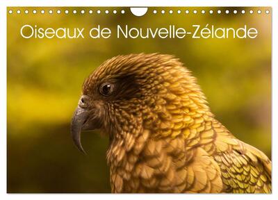 Picture of Oiseaux de Nouvelle-Zélande (Calendrier mural 2026 DIN A4 vertical), CALVENDO calendrier mensuel