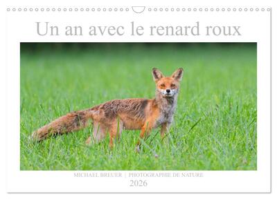 Picture of Un an avec le renard roux (Calendrier mural 2026 DIN A3 vertical), CALVENDO calendrier mensuel
