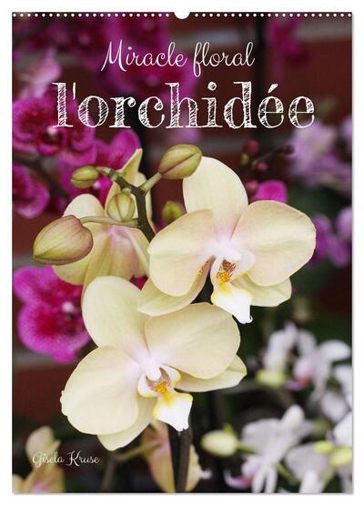 Picture of Miracle floral l'orchidée (Calendrier mural 2026 DIN A2 horizontal), CALVENDO calendrier mensuel