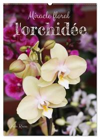 Picture of Miracle floral l'orchidée (Calendrier mural 2026 DIN A2 horizontal), CALVENDO calendrier mensuel