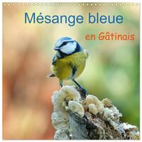 Picture of Mésange bleue en Gâtinais (Calendrier mural carré 2026 30x30 cm) Calendrier double avec une page pour vos prises de notes