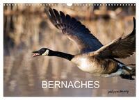 Picture of BERNACHES (Calendrier mural 2026 DIN A3 vertical), CALVENDO calendrier mensuel
