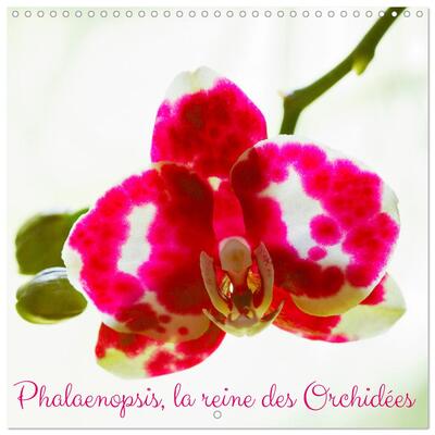 Image de Phalaenopsis, la reine des Orchidées (Calendrier mural carré 2026 30x30 cm) Calendrier double avec une page pour vos prises de notes