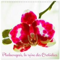 Image de Phalaenopsis, la reine des Orchidées (Calendrier mural carré 2026 30x30 cm) Calendrier double avec une page pour vos prises de notes