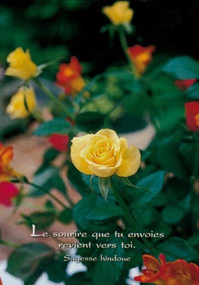 Image de PACK SAISONS CP353 10EX