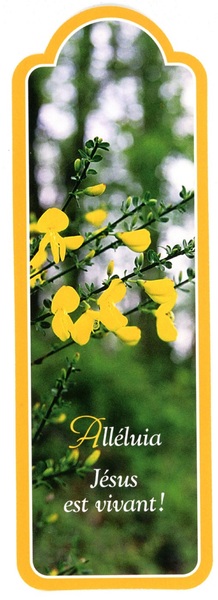 Picture of PACK SIGNETS DECOUPES SD25 10EX