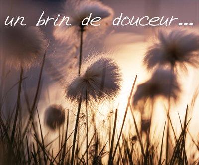 Picture of PACK UN BRIN DE DOUCEUR 5EX MP146