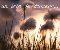 Picture of PACK UN BRIN DE DOUCEUR 5EX MP146