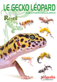 Image de Le gecko léopard - Eublepharis macularius