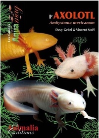 Picture of L'axolotl - ambystoma mexicanum
