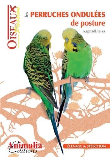 Image de Les perruches ondulées de posture