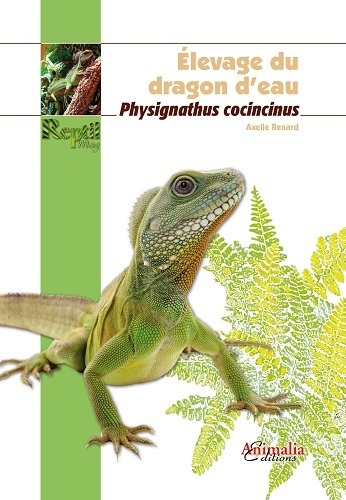 Image de Élevage du dragon d'eau - physignathus cocincinus