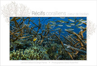 Picture of RECIFS CORALLIENS, COEUR DE L'OCEAN