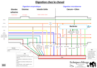 Image de Digestion chez le cheval