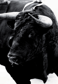 Image de Carlos Cazalis Sangre de Reyes /franCais/anglais