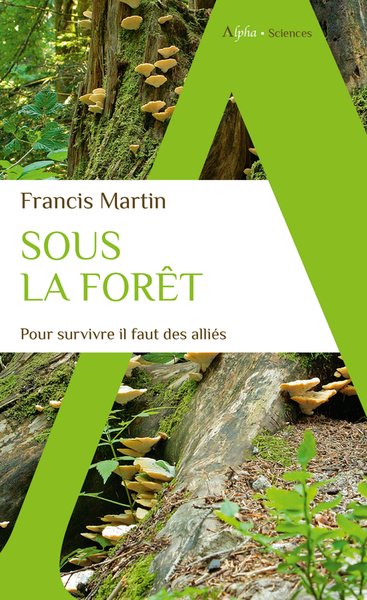 Picture of Sous la forêt