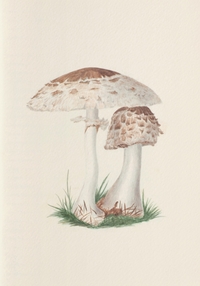 Picture of Carnet - Champignons des Midlands - Notes et Lectures