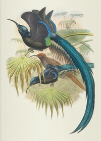 Image de Carnet - Oiseaux de Nouvelle-Guinée
