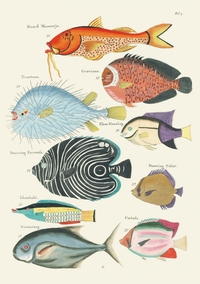 Picture of Carnet - Poissons, écrevisses et crabes