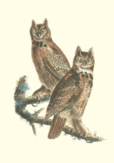 Picture of Carnet - Oiseaux d’Amérique