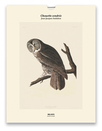 Picture of Tirage - Chouette cendrée - Édition illustrée