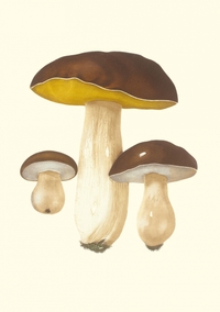 Image de Carnet - Champignons comestibles et vénéneux