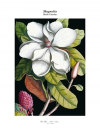 Picture of Tirage - Magnolia
