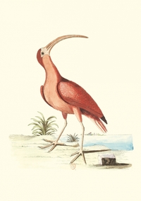 Picture of Carnet - Recueil de divers oiseaux
