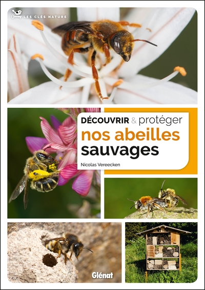 Image de Découvrir et protéger nos abeilles sauvages