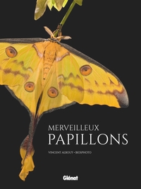 Image de Merveilleux papillons